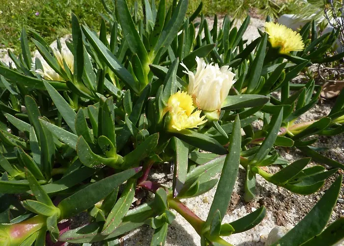 Quinta Lagarca 57 * Lagares da Beira